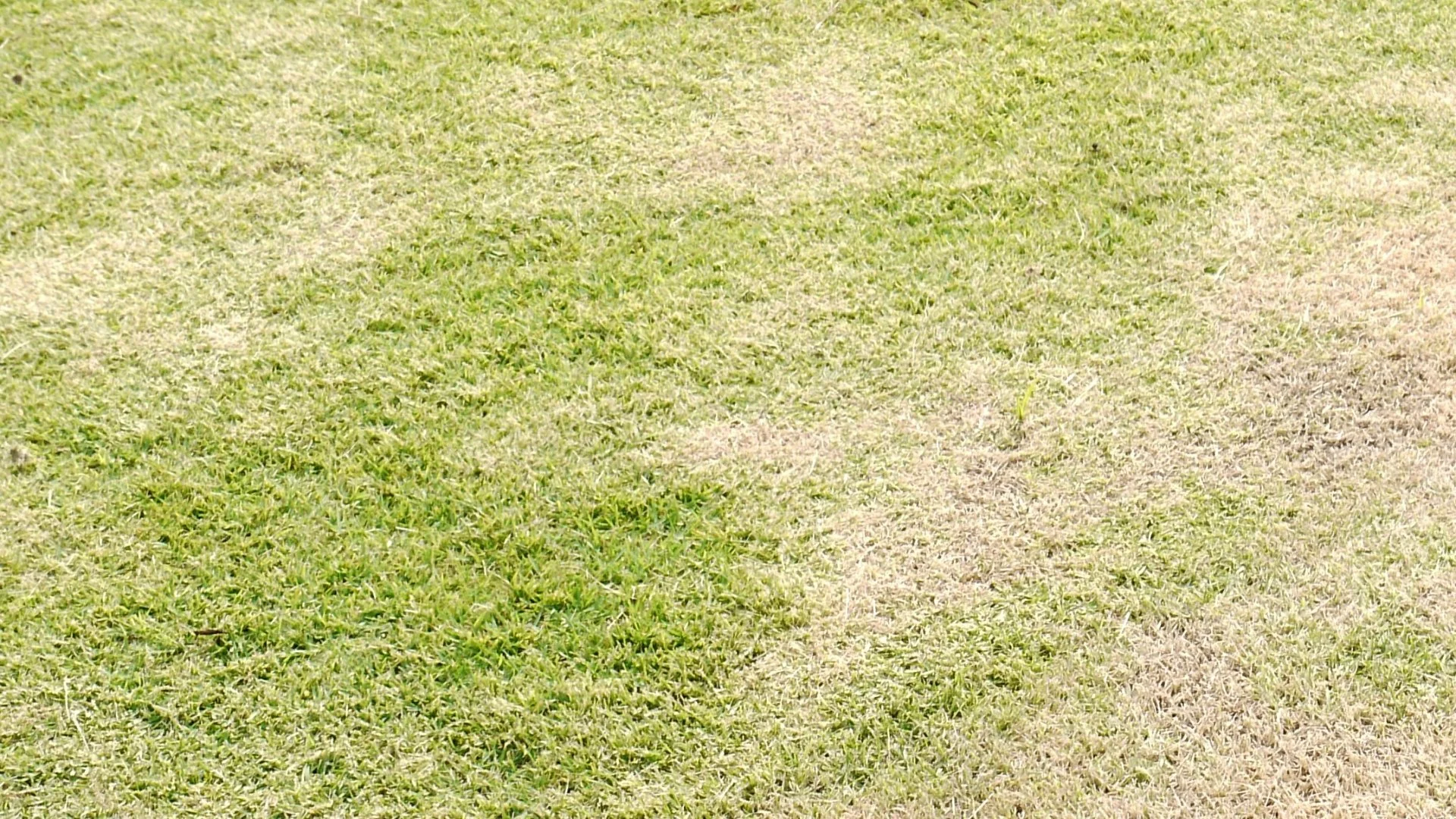 Drought or Armyworms - How to Distinguish Between the Two