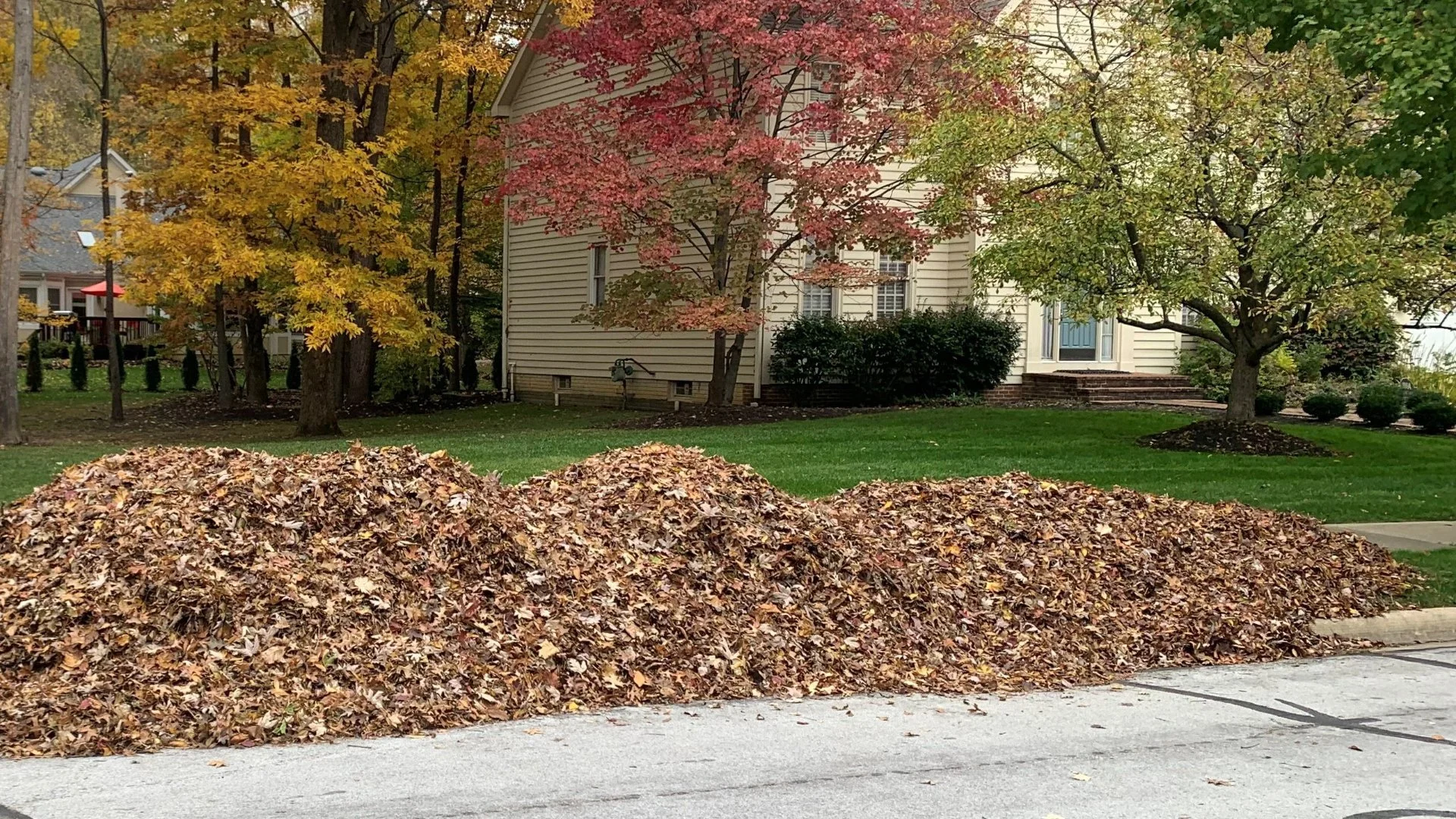 Can Leaf Piles Cause Lawn Diseases?