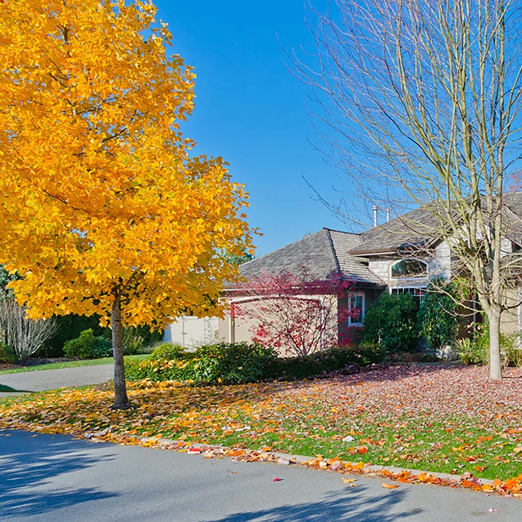 Leaves filling up a lawn in Delaware, OH.