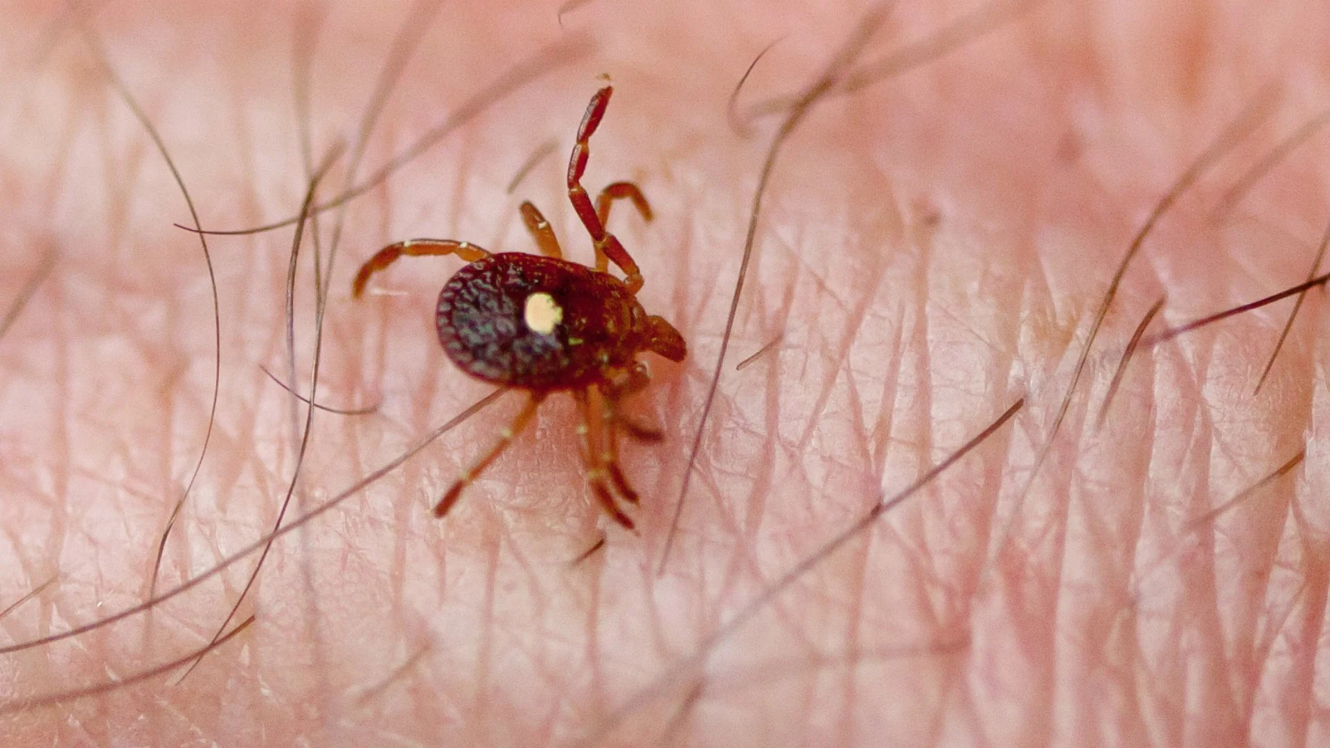 What Do Ticks Look Like? How to Identify Common Tick Species