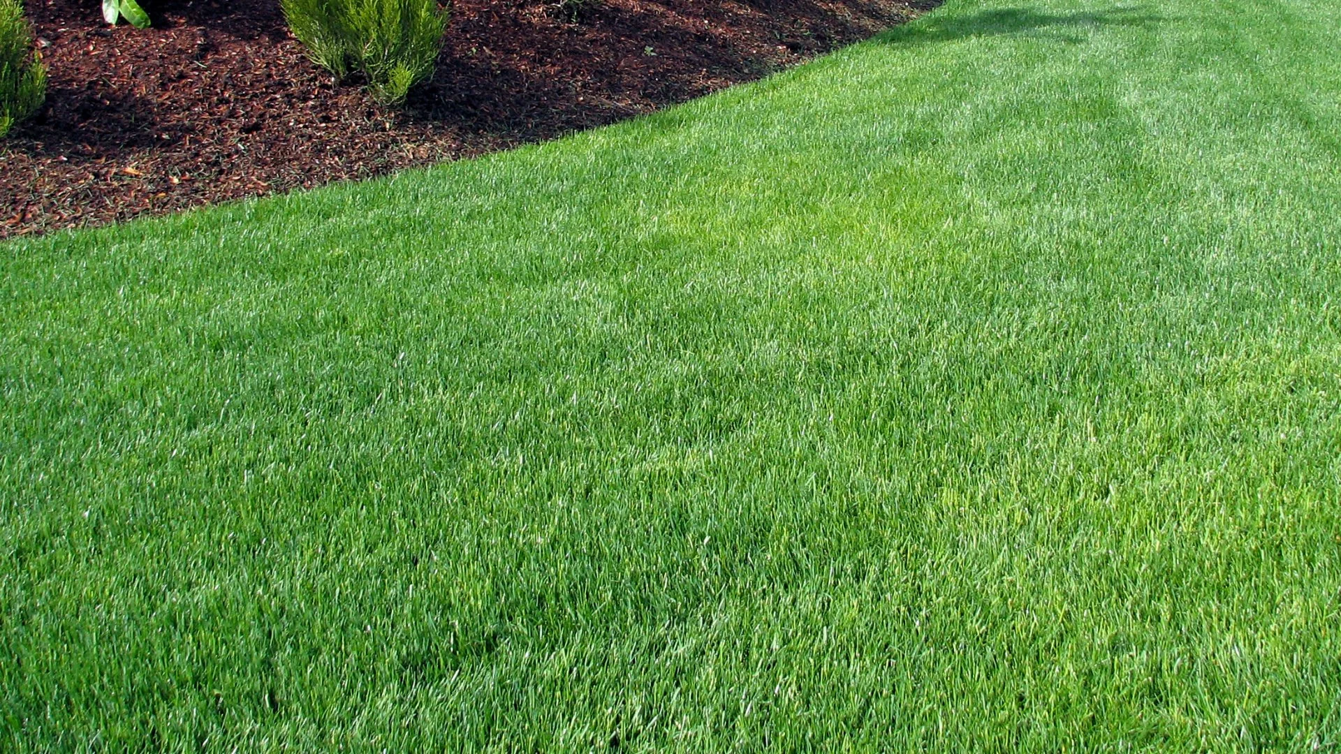Should You Water Your Lawn After Fertilizing?