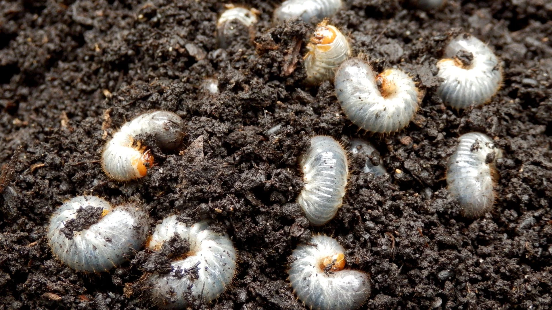 If You’re Noticing These Signs You Might Be Dealing With a Grub Infestation