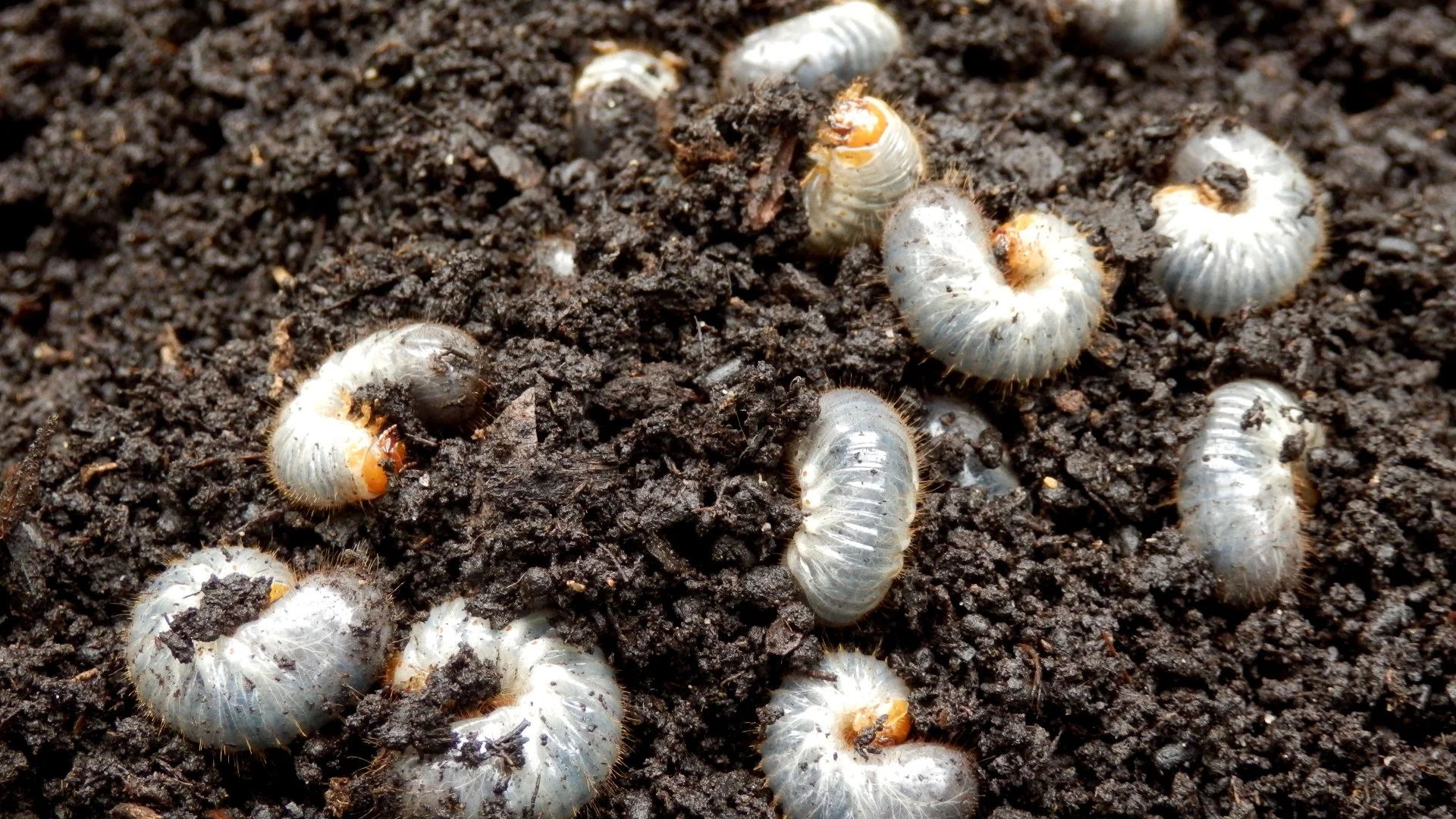What Are Grubs & How Do You Protect Your Lawn From Them?