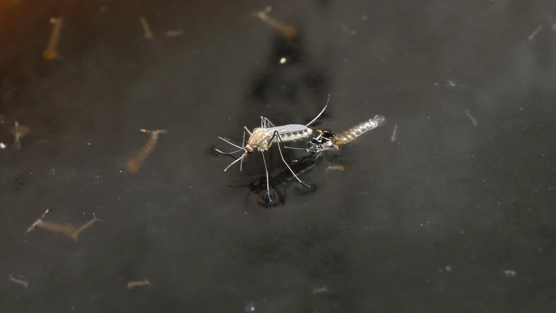 Mosquito Harborage Areas: What to Know to Ensure Effective Protection