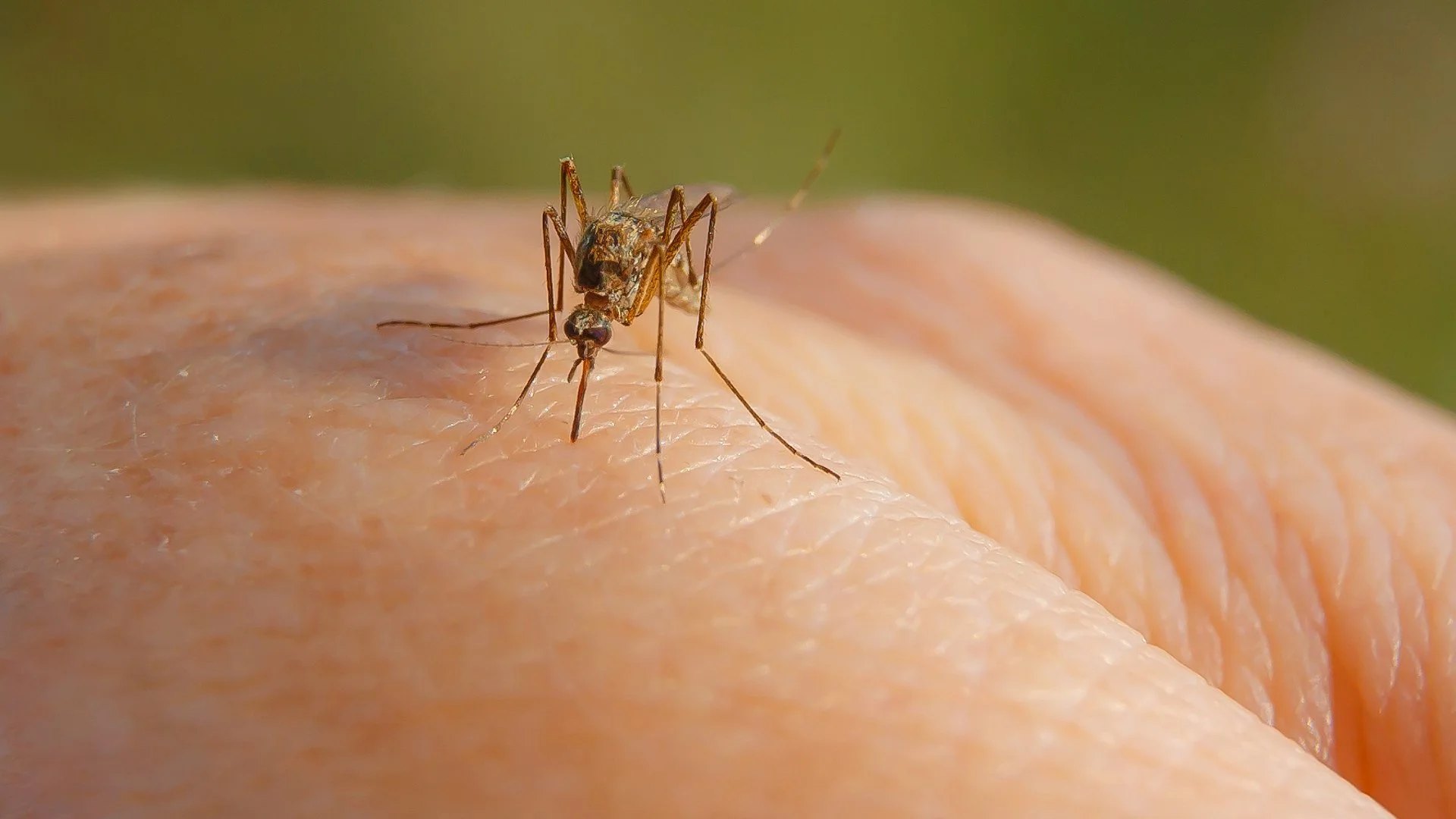 Your Property Needs to Be Treated Regularly During Mosquito Season