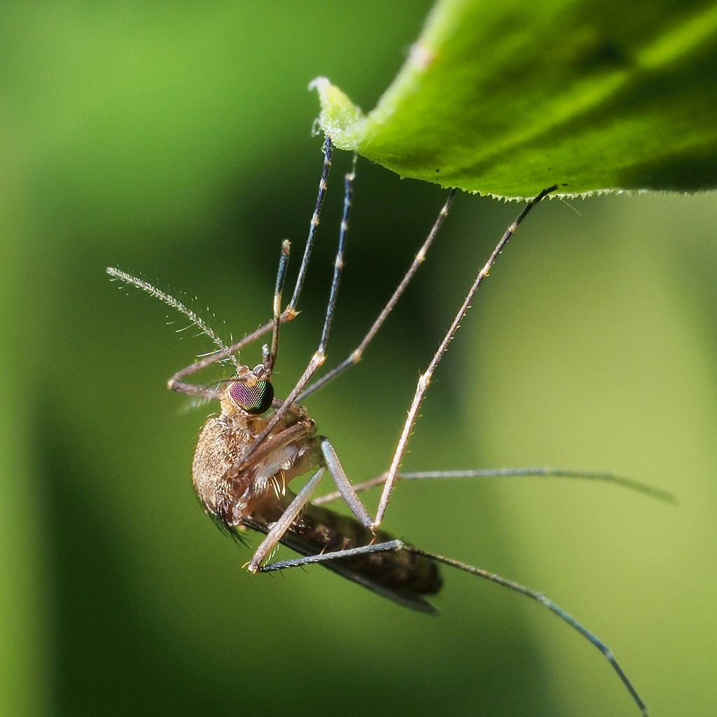 Mosquito found hanging from a grass blade in Lewis Center, OH.