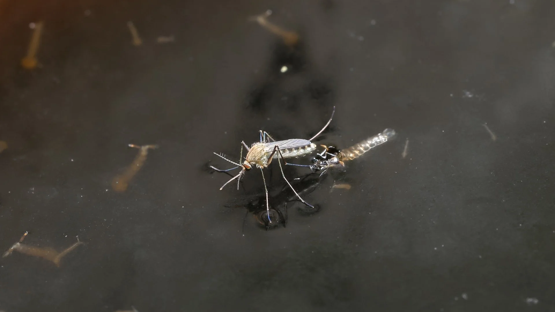 Do Mosquitoes Infest Gutters?