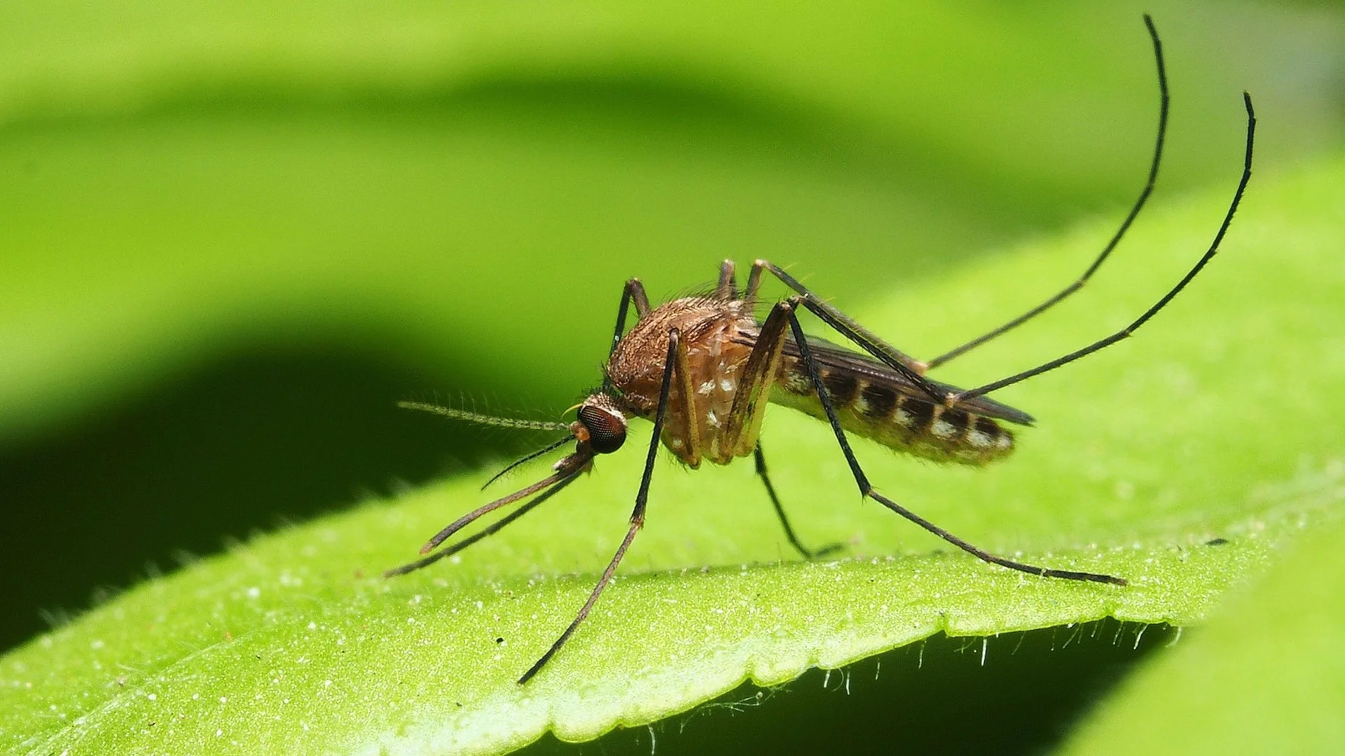 How Much Water Do Mosquitoes Need to Breed?