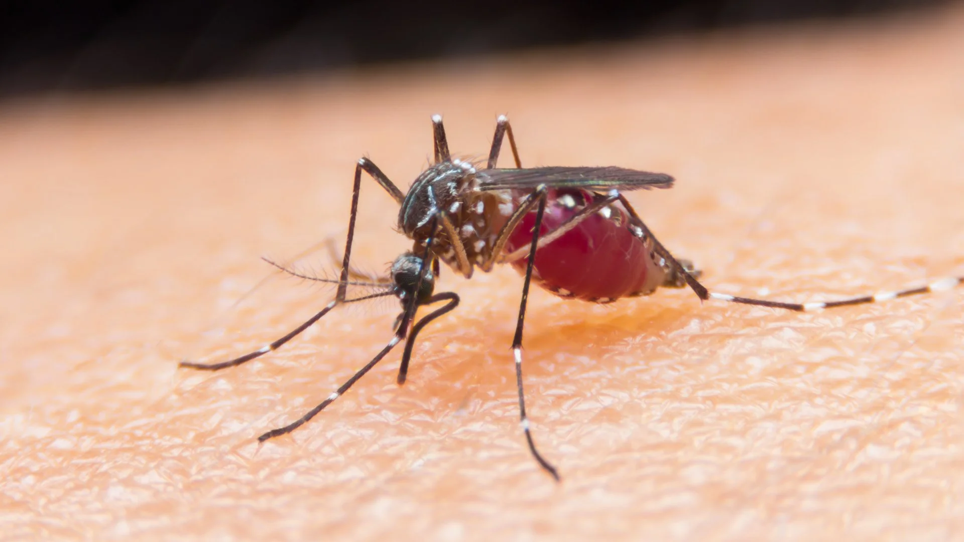 Do Mosquitoes Become More Active Following Rainfall?
