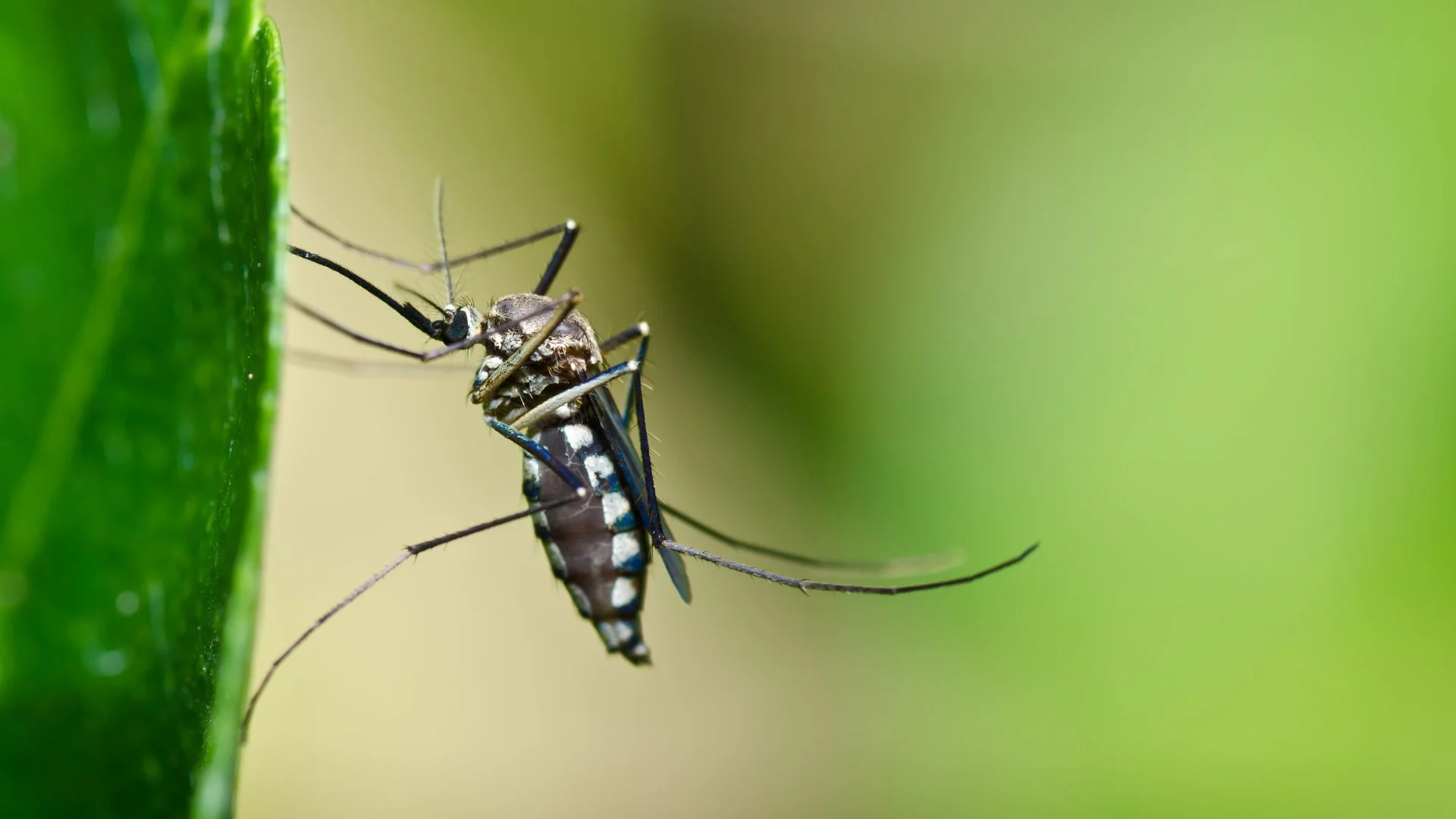 What Time of Day Are Mosquitoes Most Active?