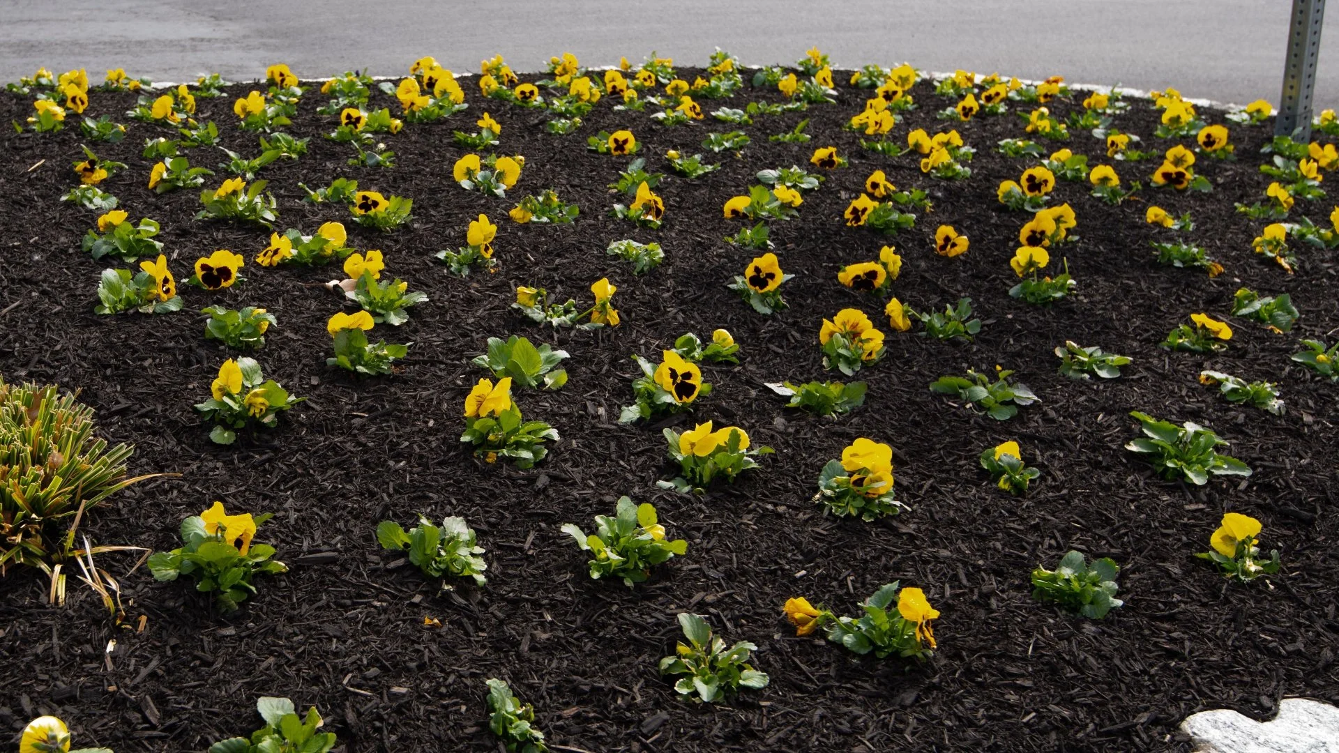 Does Mulch Help Prevent Weed Growth in Your Landscape Beds?