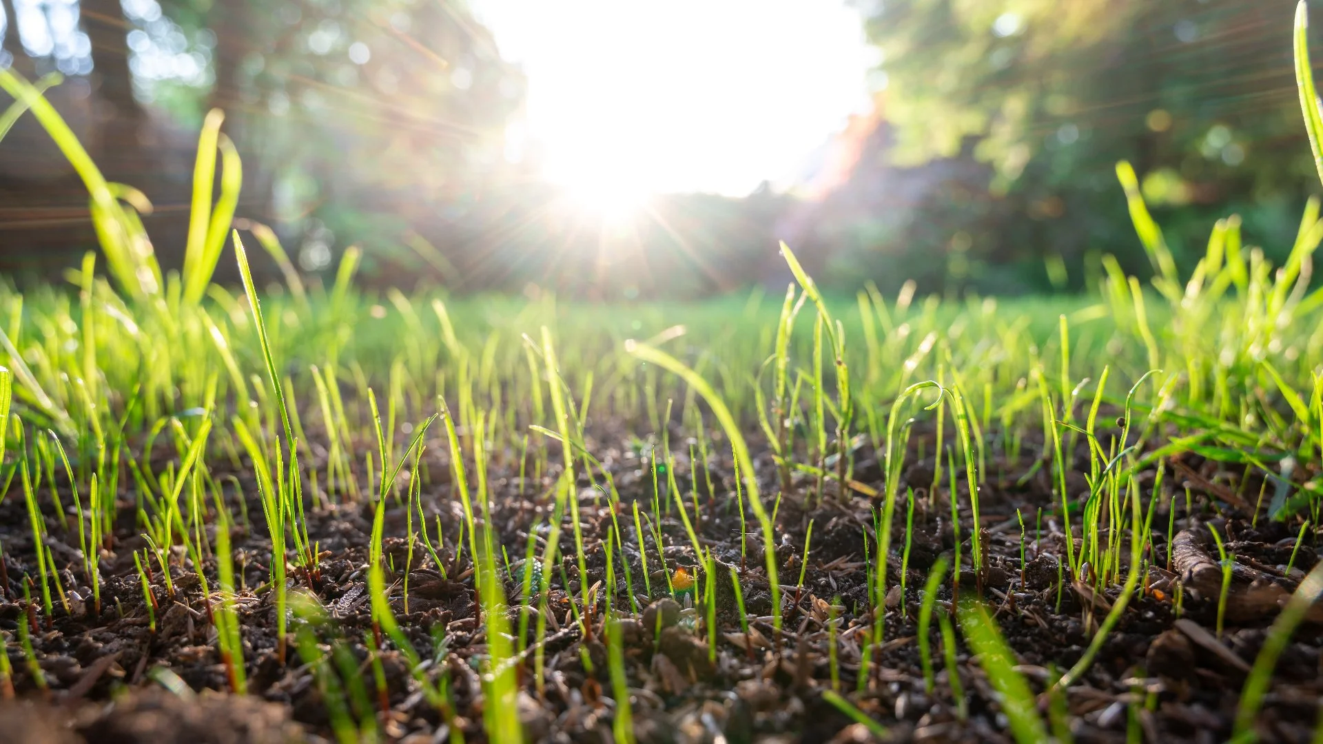 How Long You Should Wait to Mow Your Lawn After Overseeding