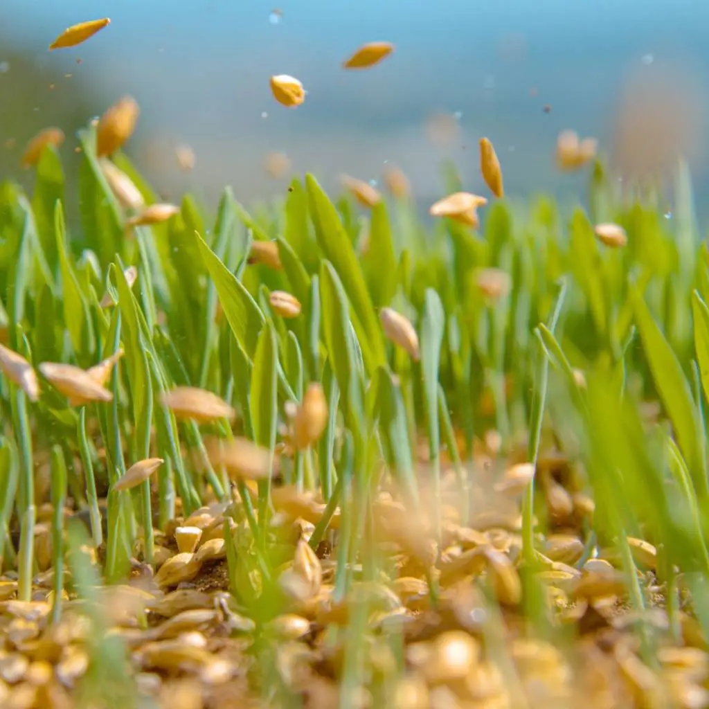 Overseeding Strengthens Your Lawn's Defenses & Makes It Thicker!