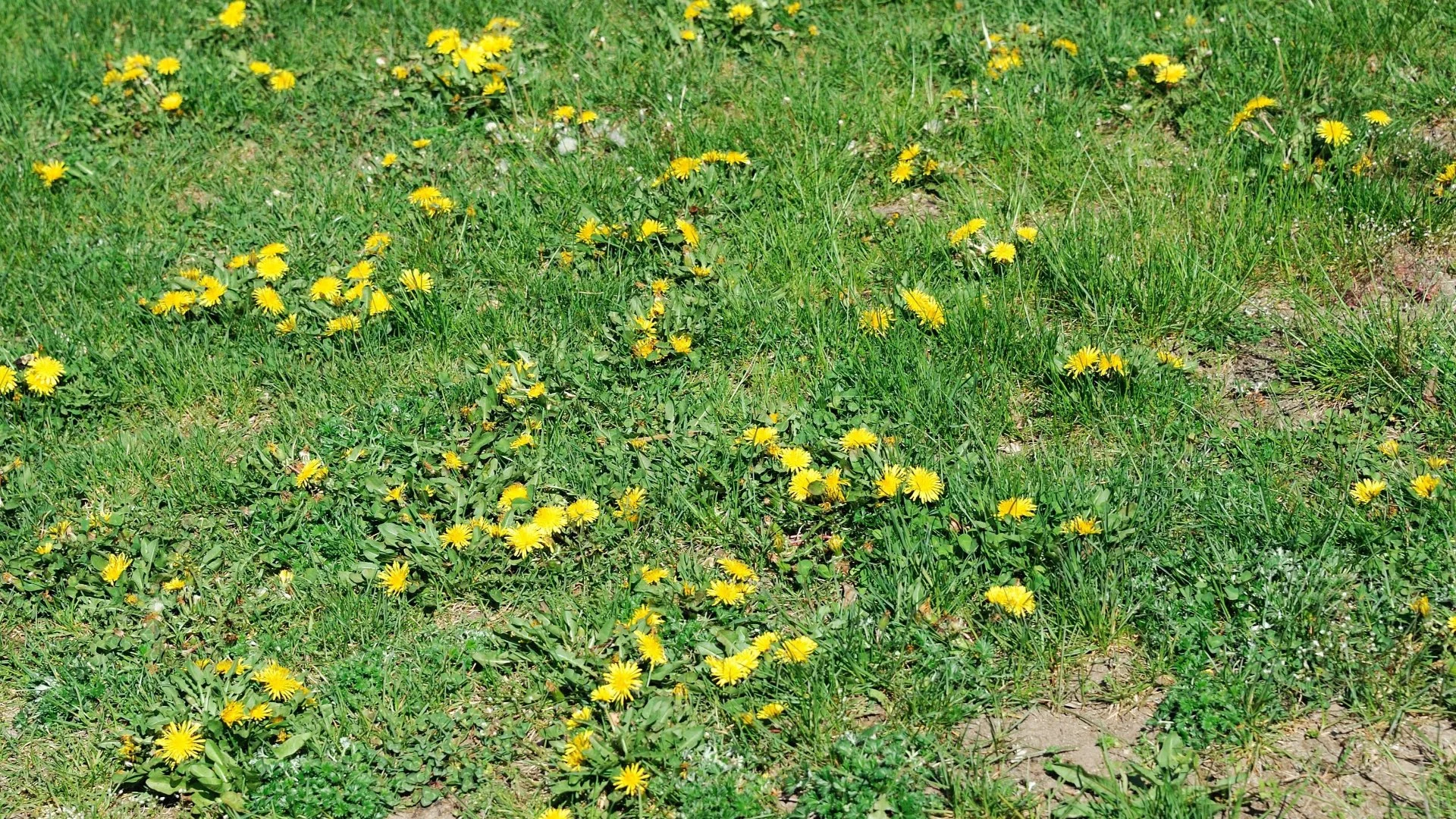 Do Weed Control Treatments Cause Damage to Your Grass?