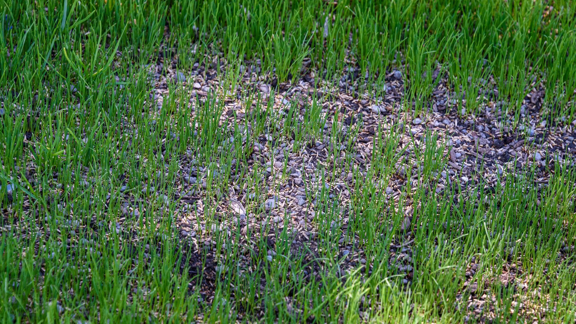 Can You Seed Your Lawn in the Spring in Ohio?