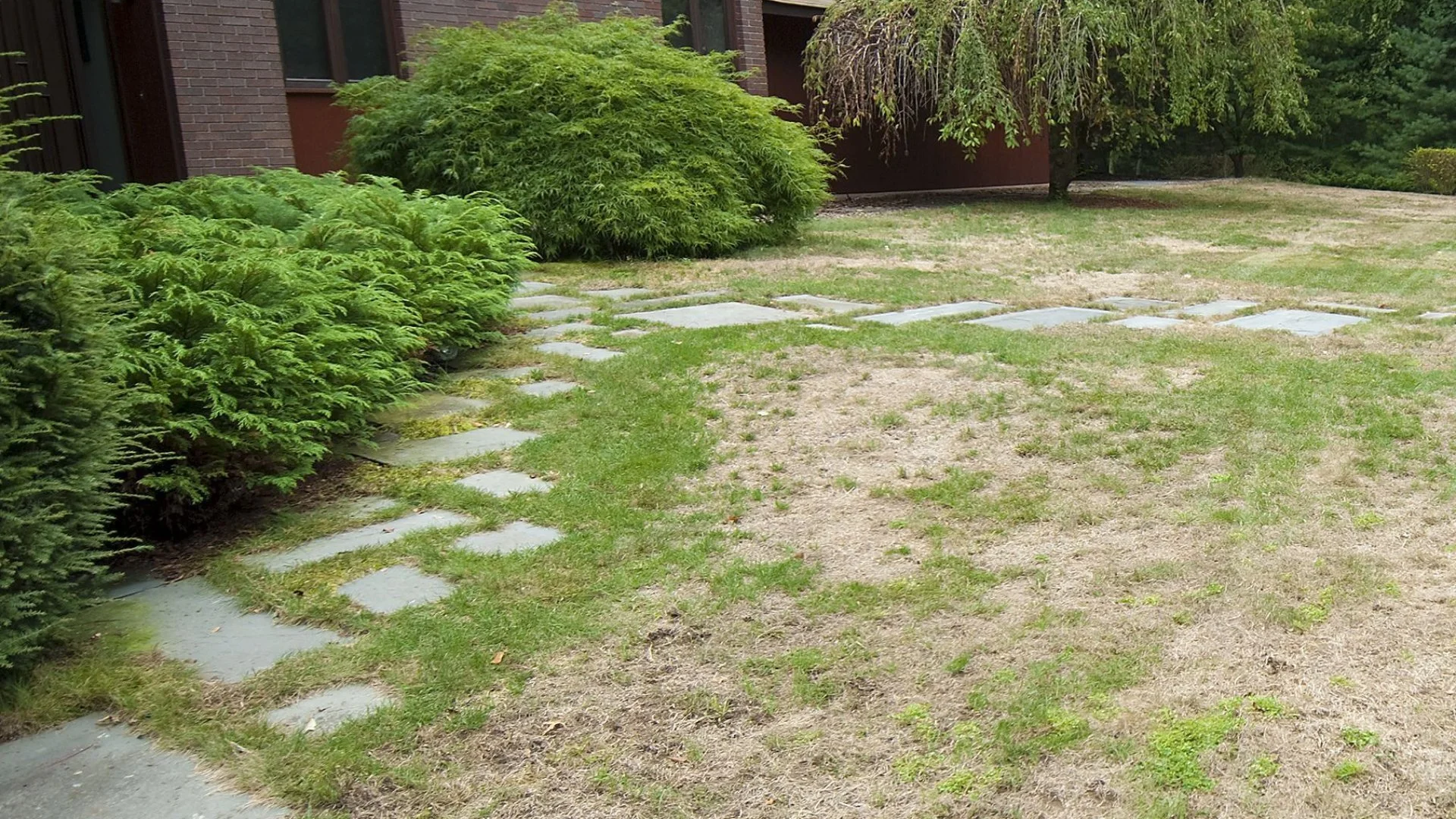 Do You Have to Treat a Lawn Disease or Can You Just Wait It Out?