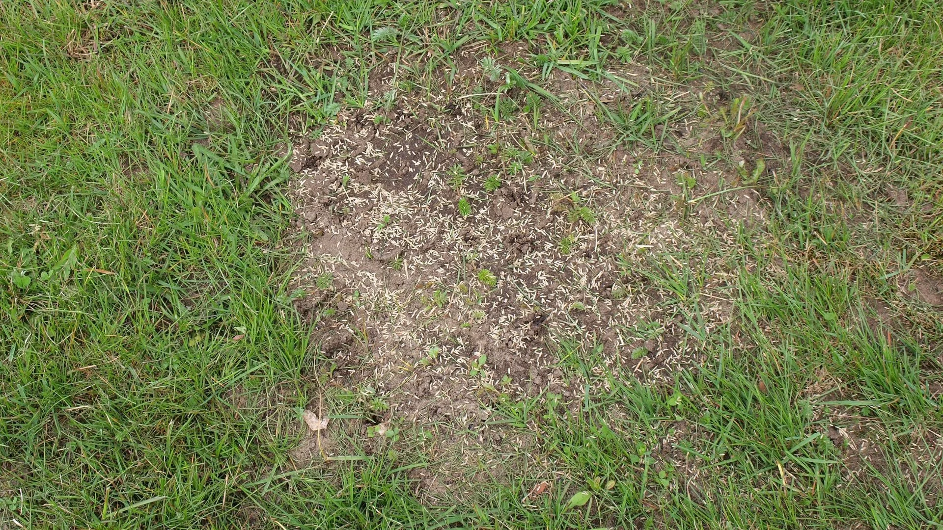 Should You Follow a Certain Watering Schedule After Overseeding?