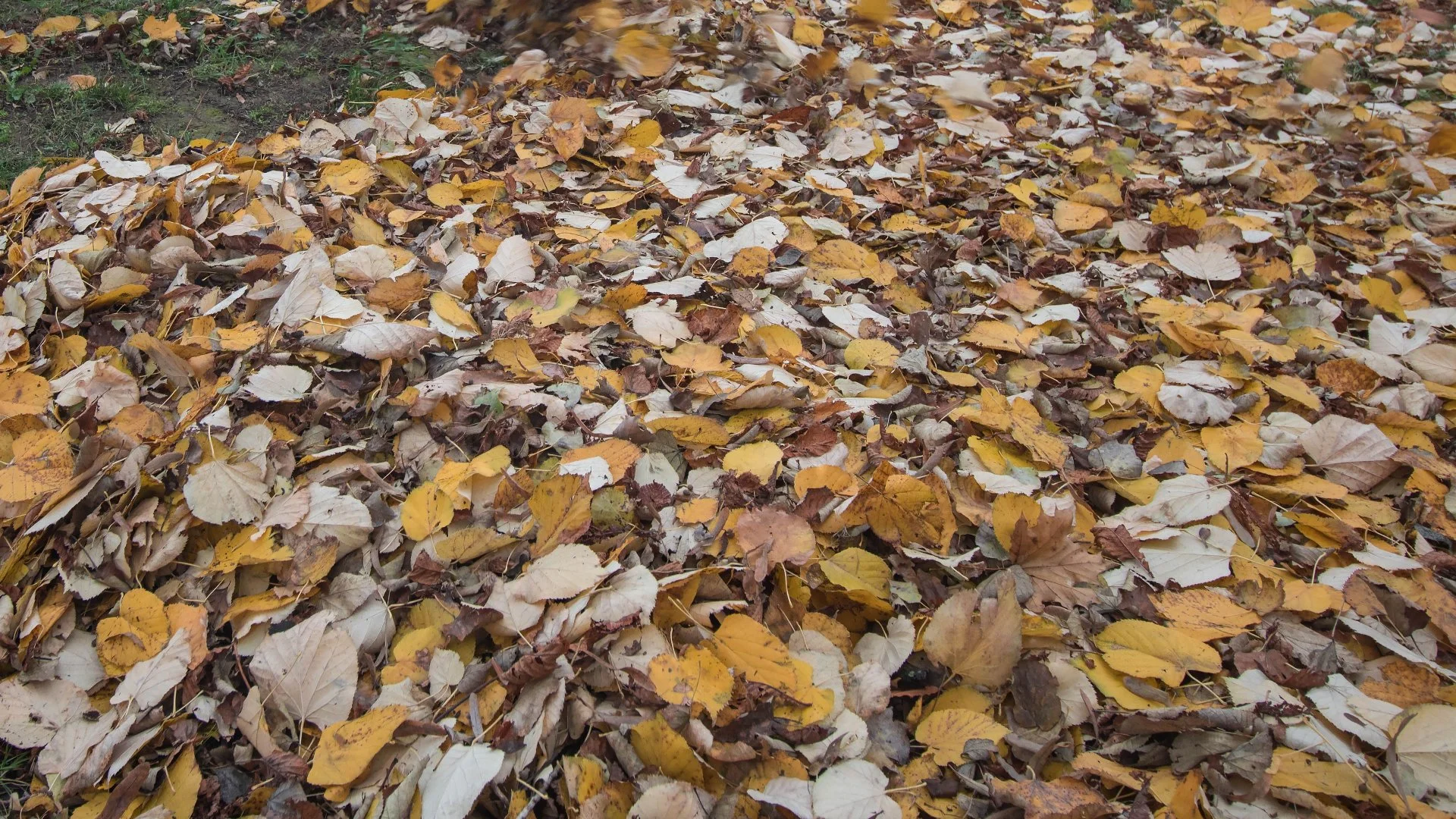 How Long Can Leaves Sit on Grass Before Causing Damage?