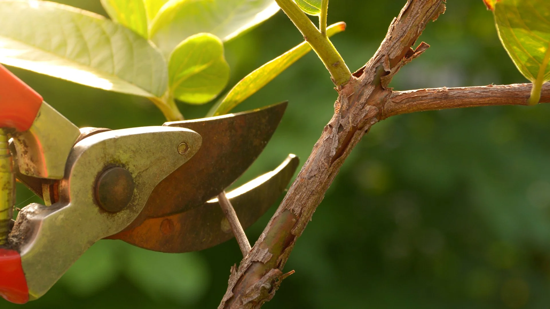 Did You Over-Prune Your Plants? Here's How to Tell