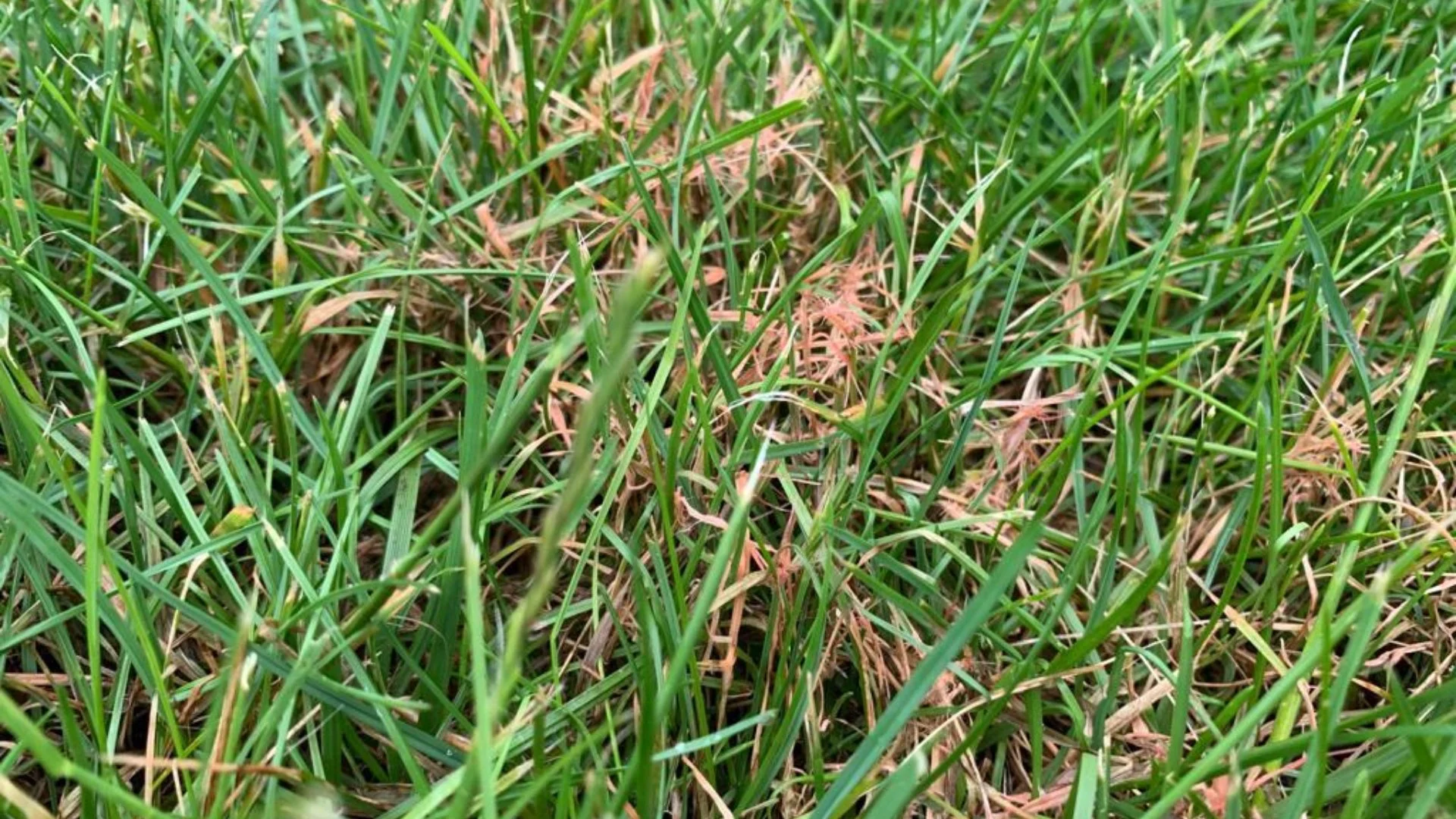 Next Steps if You Suspect a Disease Has Infected Your Lawn