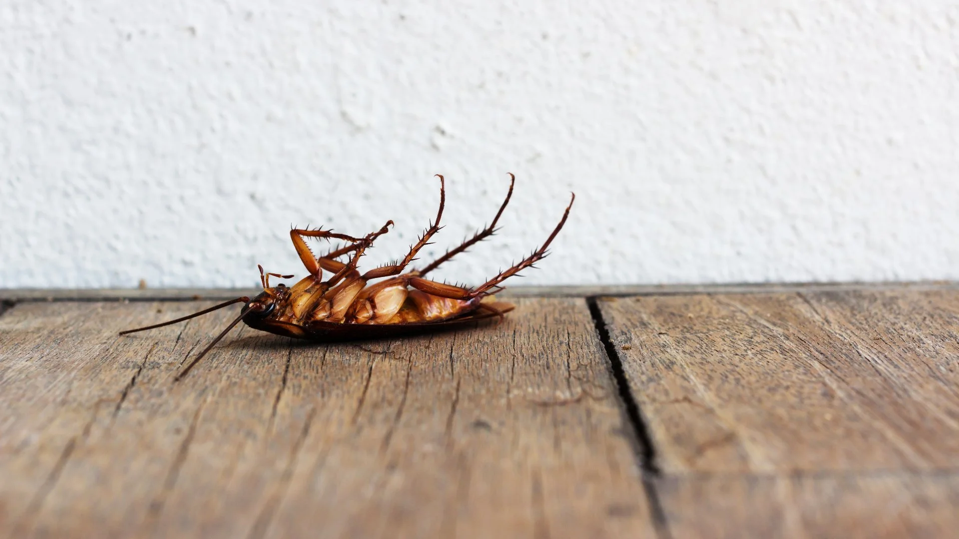 Don’t Hire a Perimeter Pest Control Company Unless They Do These Things