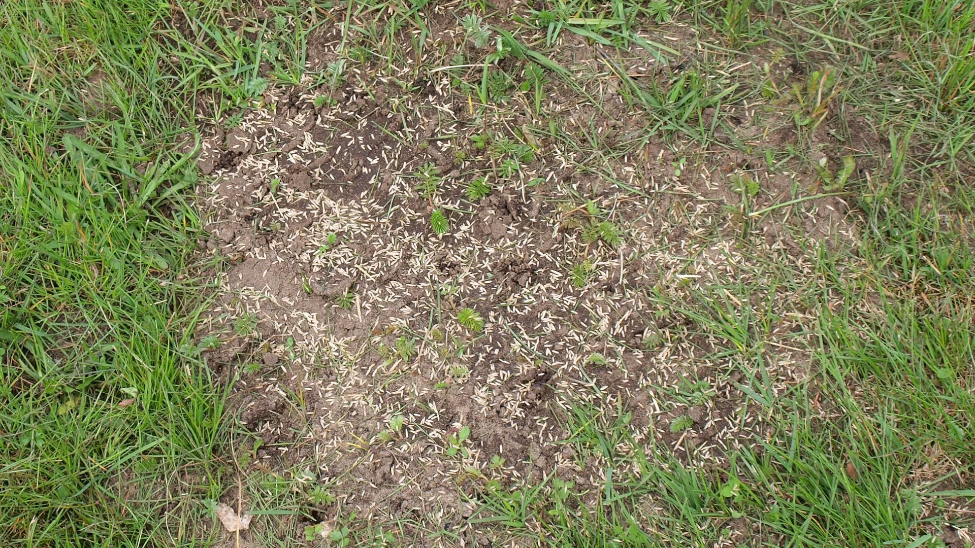 How Often Should Overseeding Be Done?