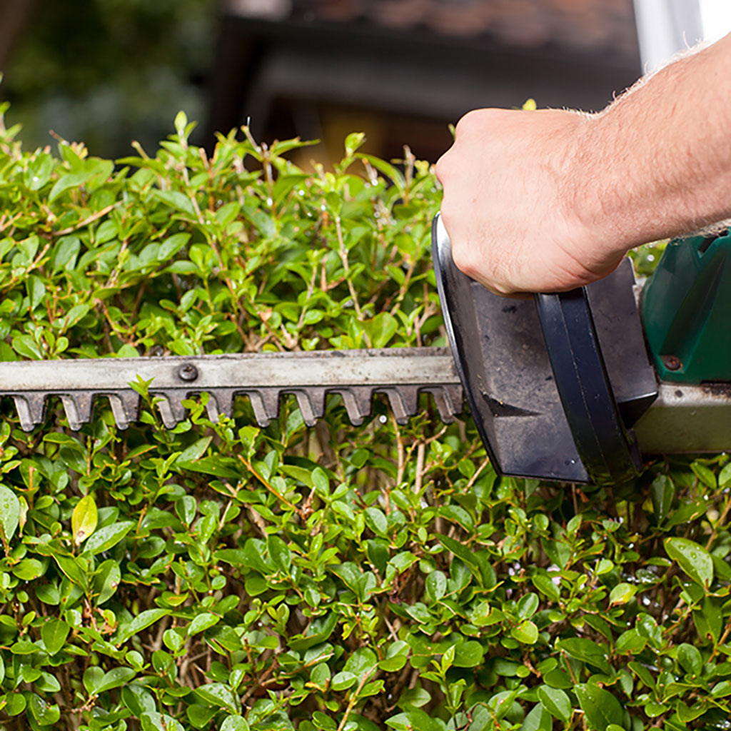 Shrub being trimmed by a professional in Powell, OH.