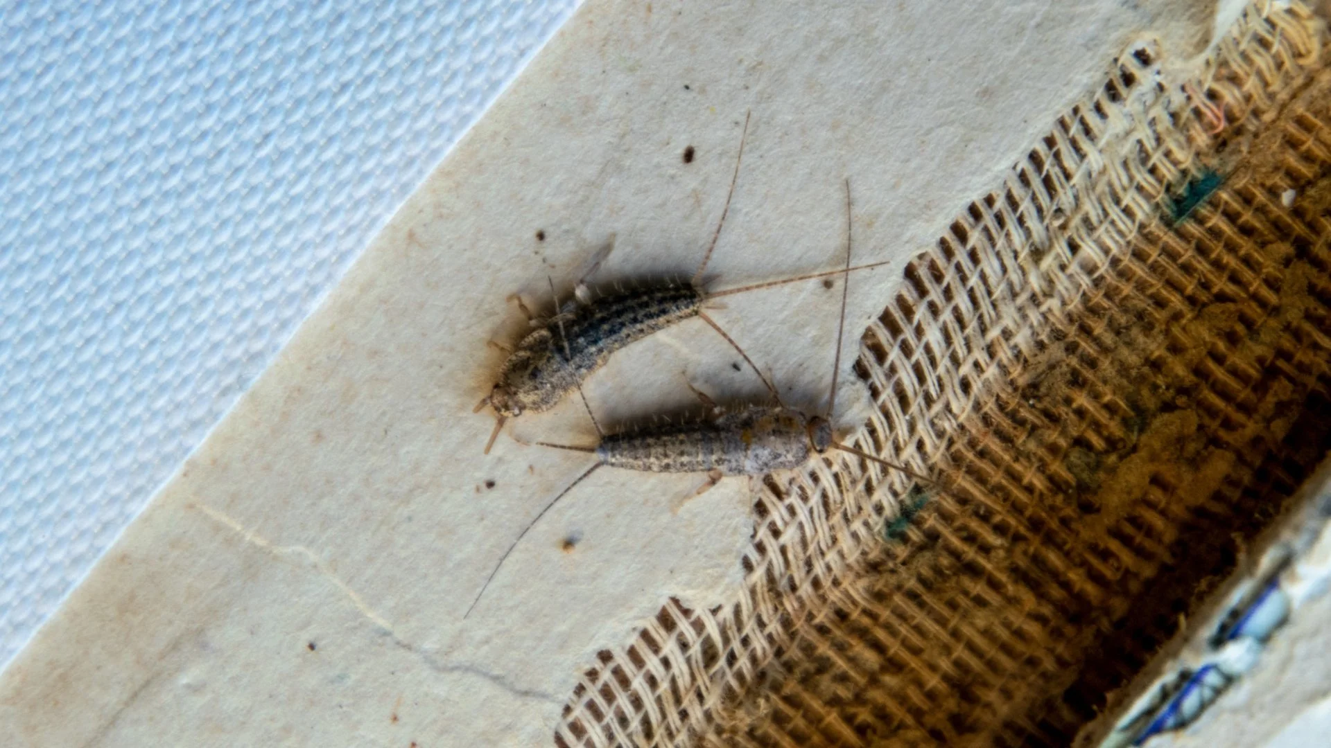 What Is a Perimeter Pest Control Service?