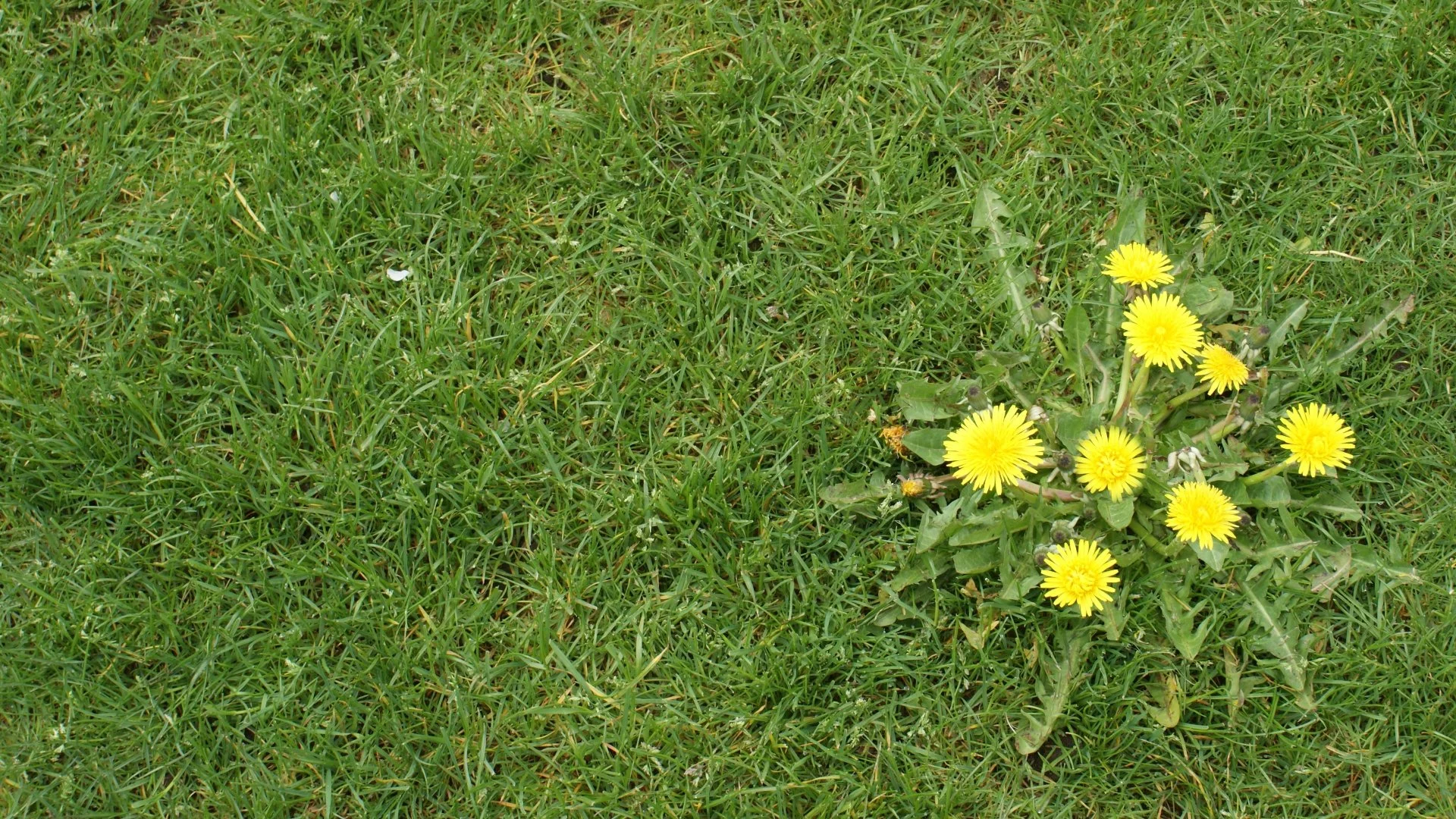 Are Pre-Emergent Weed Control Treatments Necessary in the Spring?