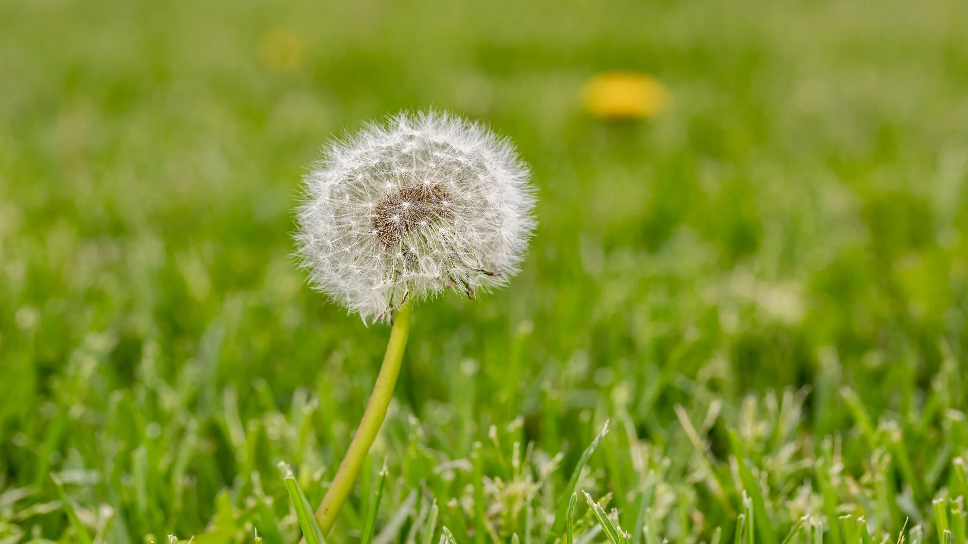 The Differences Between Annual vs Perennial Weeds