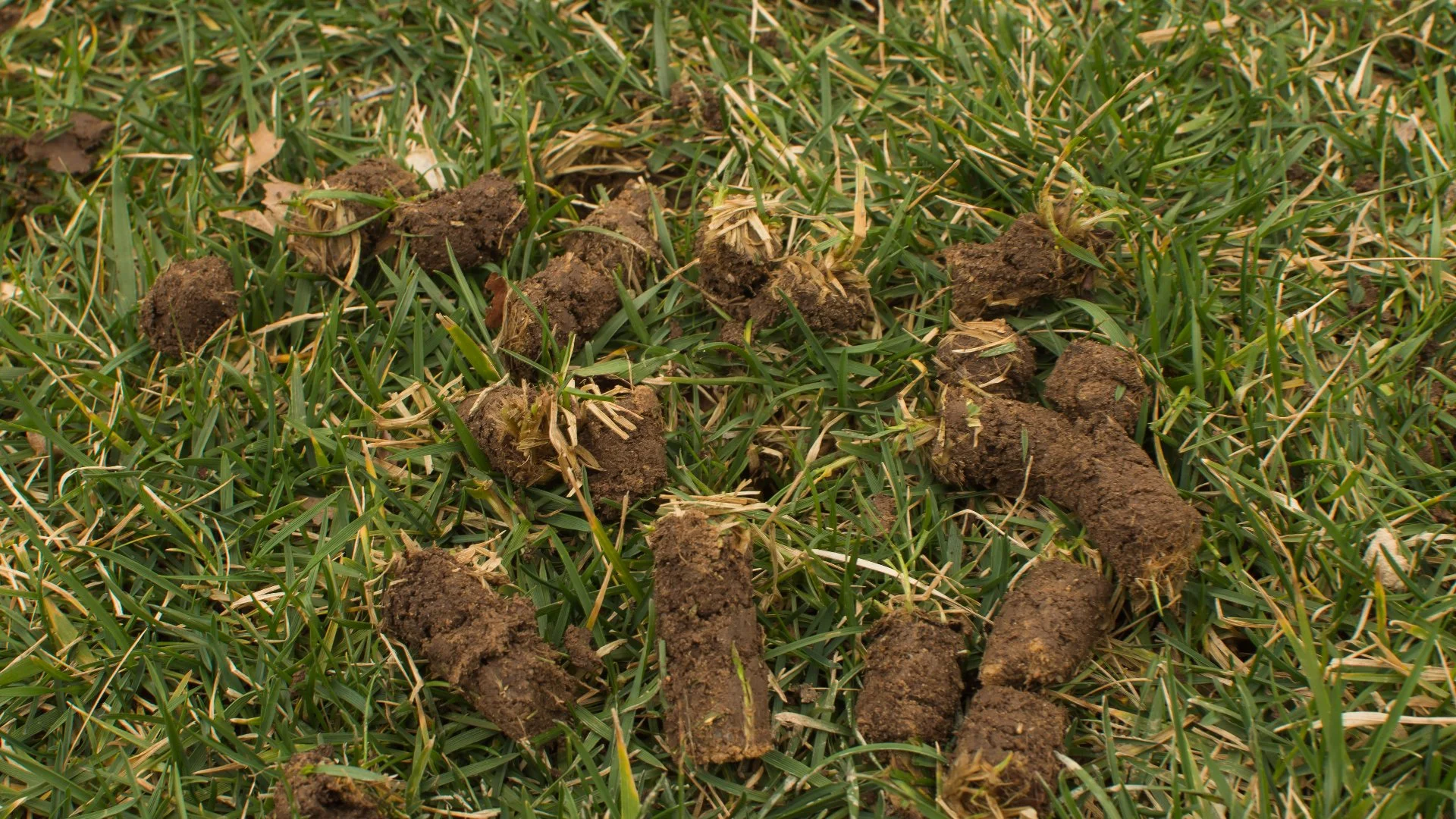 My Lawn Was Aerated & Now There Are Clumps of Soil on It - Why?