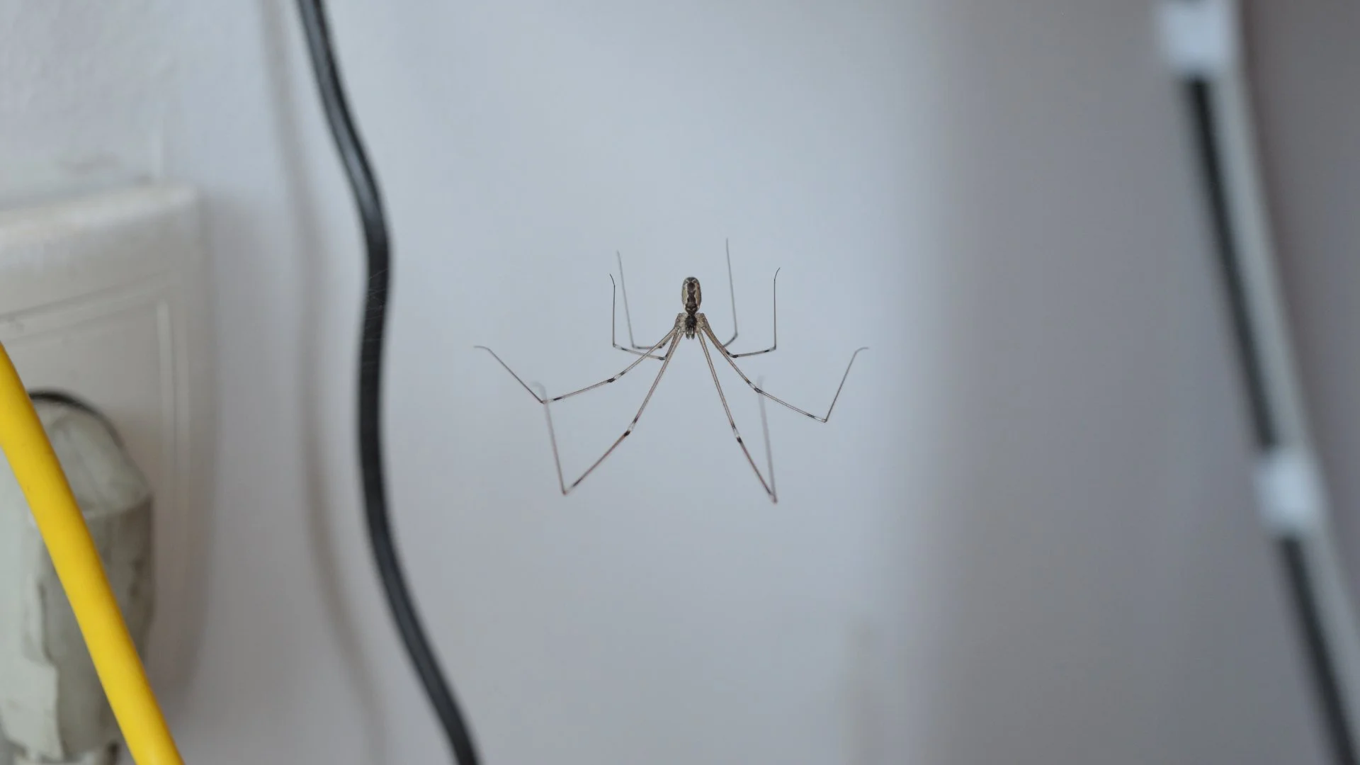 Why Do You Keep Seeing Spiders Inside?