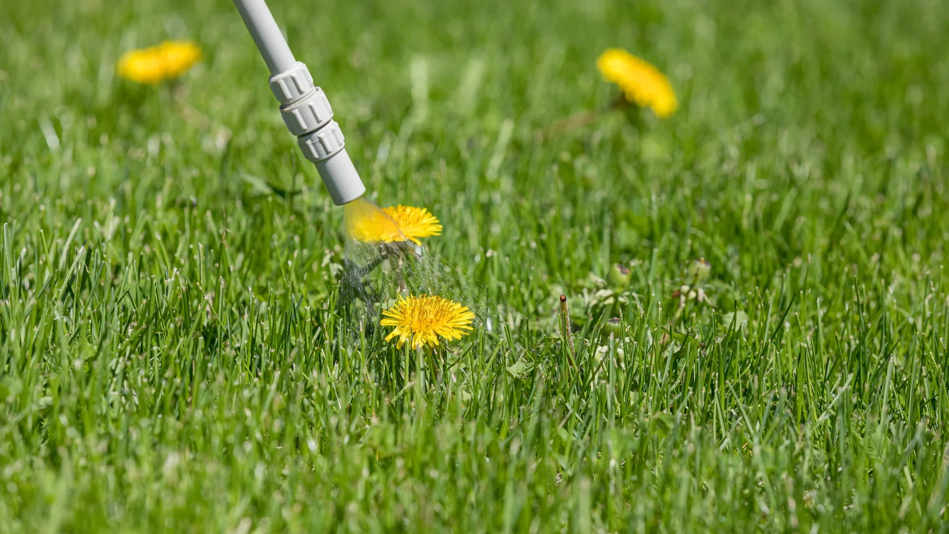 Is It Worth It to Apply Weed Control Treatments to Your Lawn in the Fall?