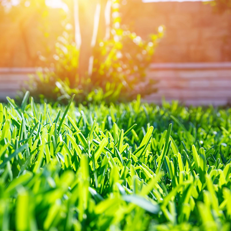 Sun shining over a serviced lawn in Marysville, OH.