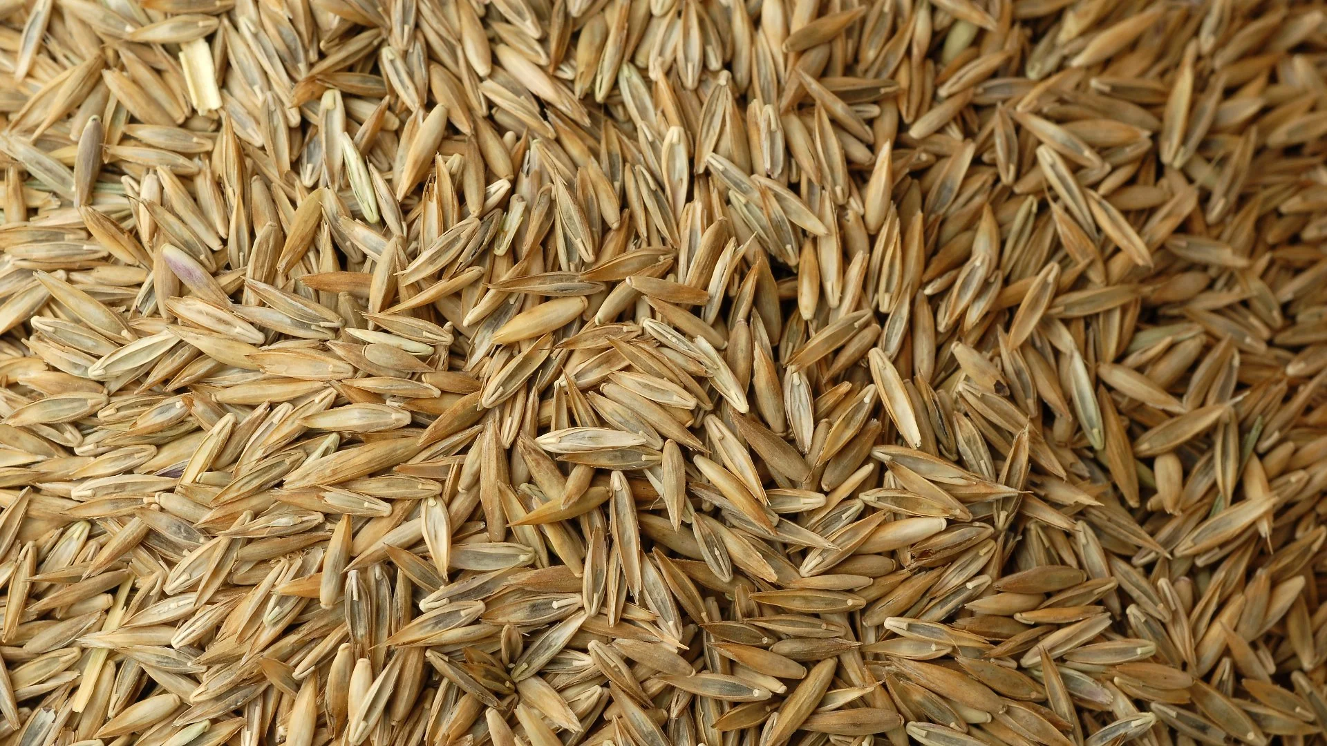 How Much Grass Seed Do You Need to Overseed Your Lawn?