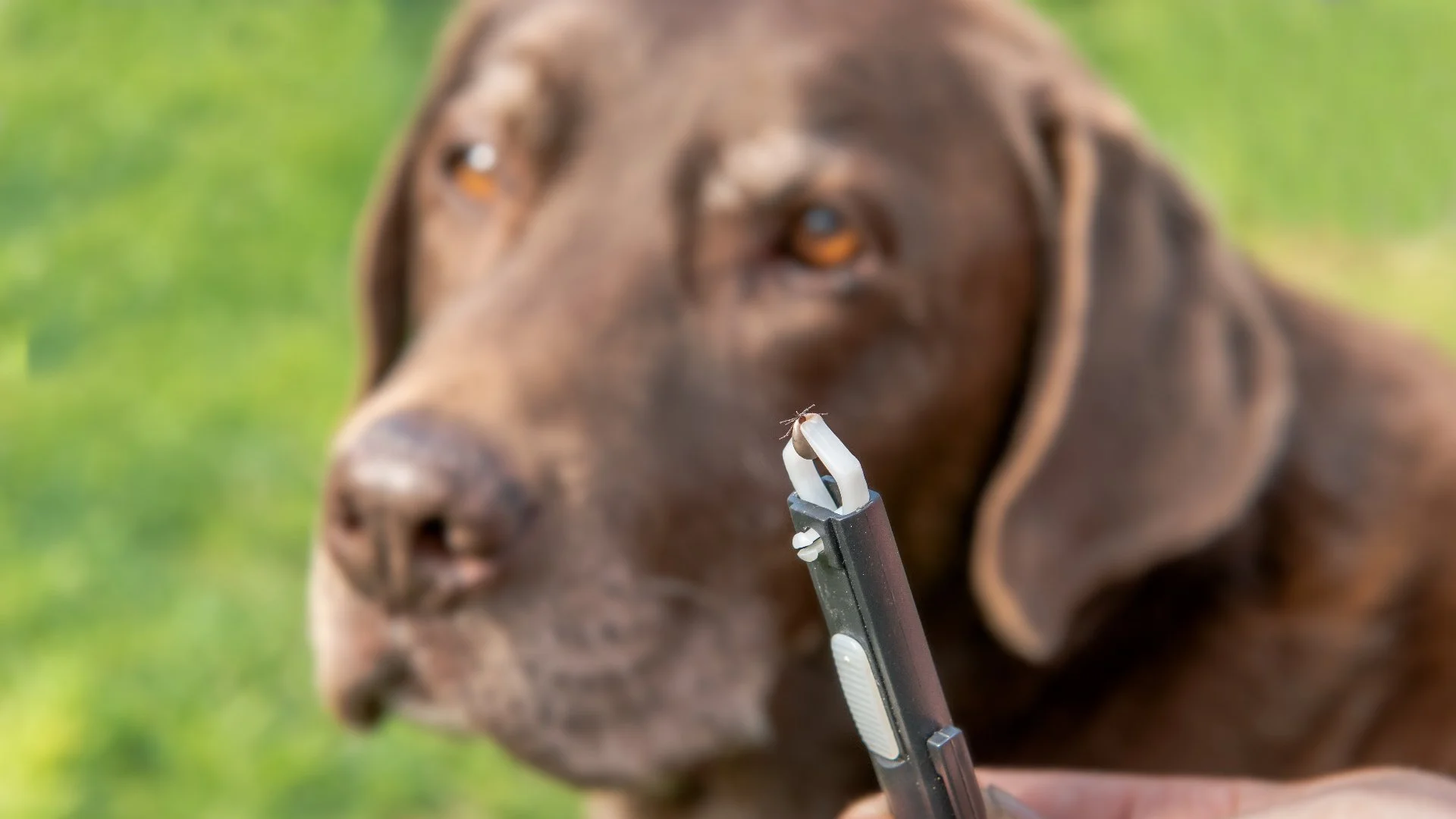 Tick Season Is Here - What Should You Be Doing for Your Pets?