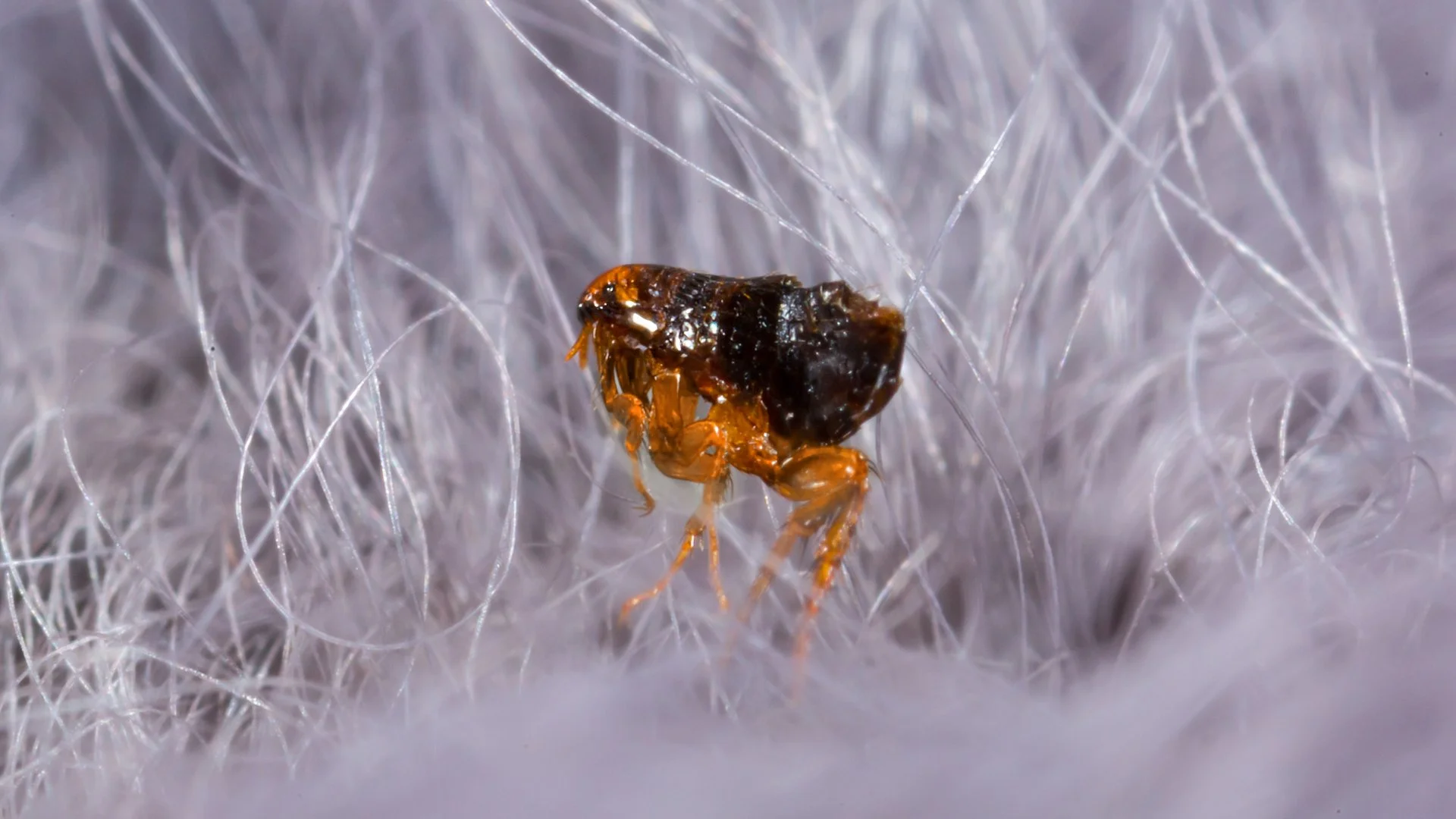 Ways to Protect Your Pets From Fleas