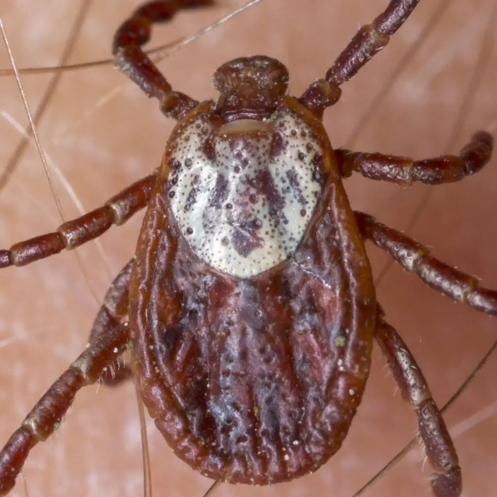 3 Things You Can Do to Protect Yourself From Ticks!