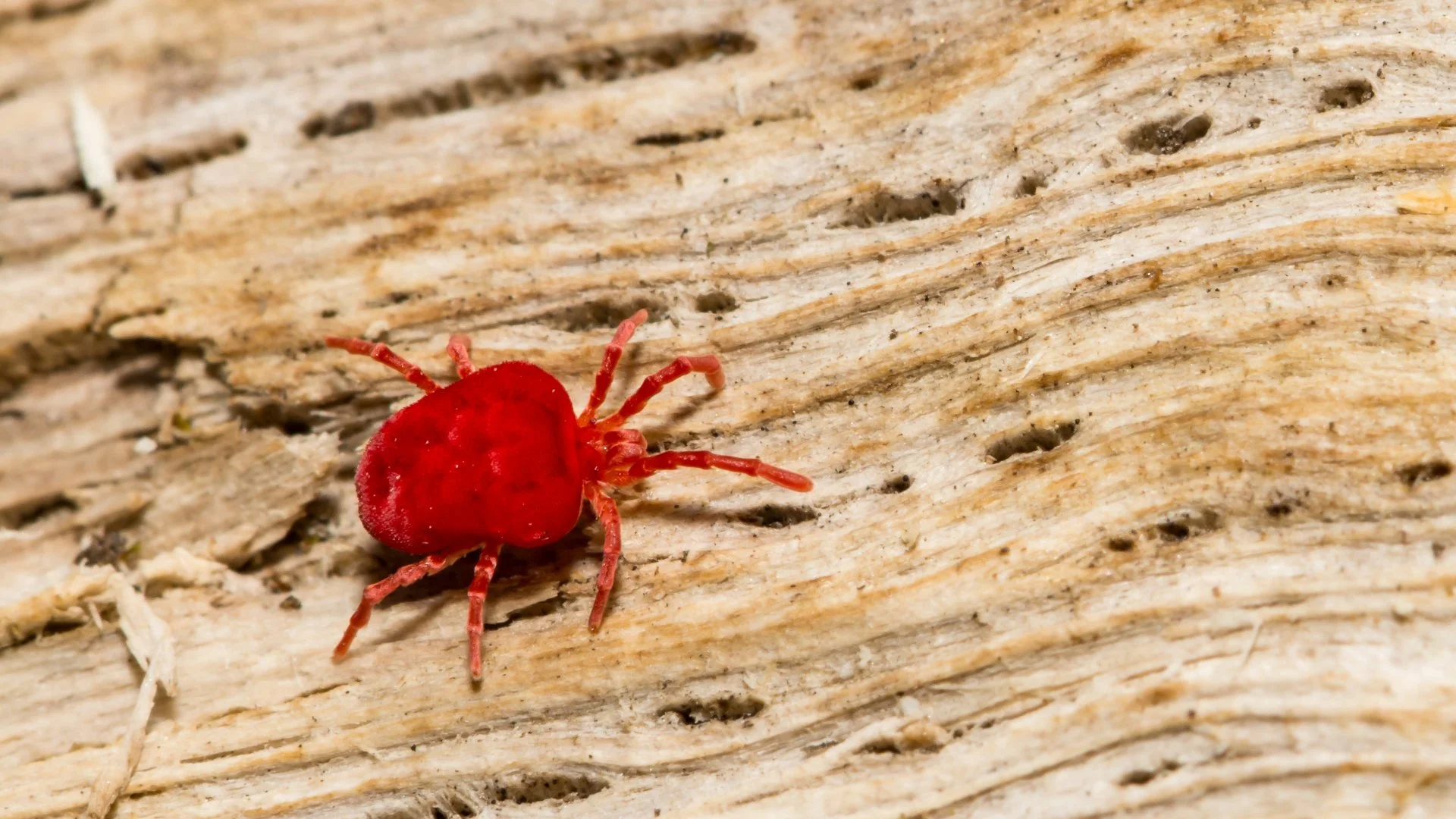 Chiggers: What They Are & How to Keep Them Out of Your Yard