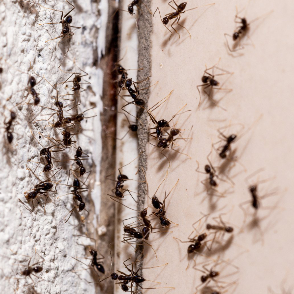 Seeing Ants Inside Your Home or Business? Here’s What You Should Do!