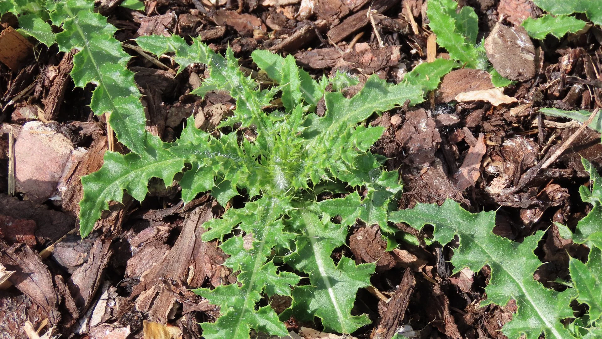 Are There Weeds in Your Landscape Beds? Remove Them ASAP!