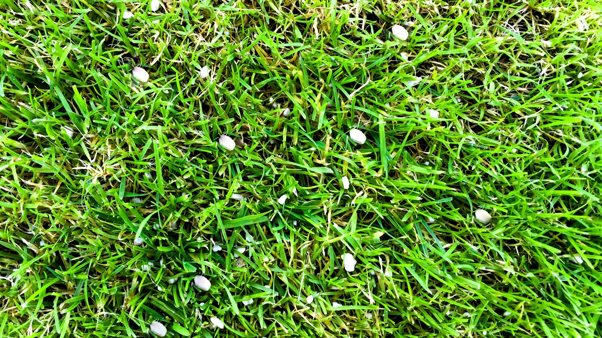 When to Avoid Fertilizing Your Lawn