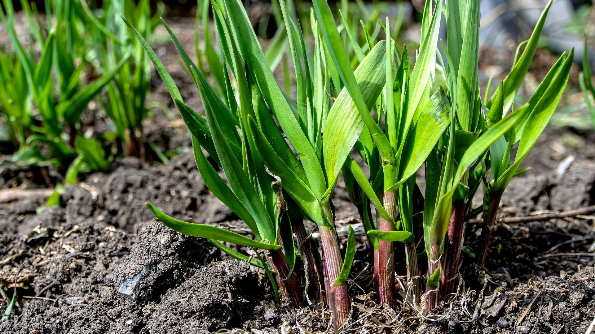 What Are Wild Onions & How Do You Control Them?
