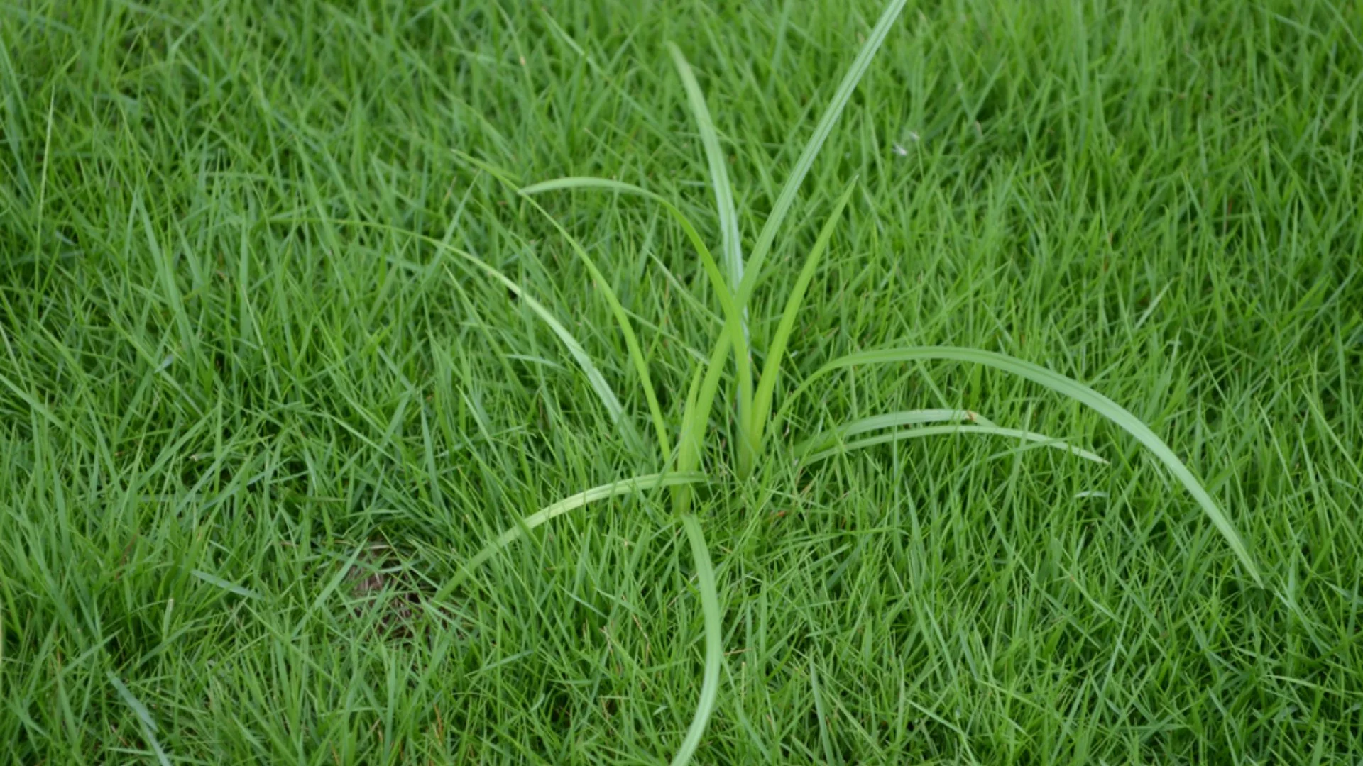 Nutsedge Is a Challenging Weed to Control!