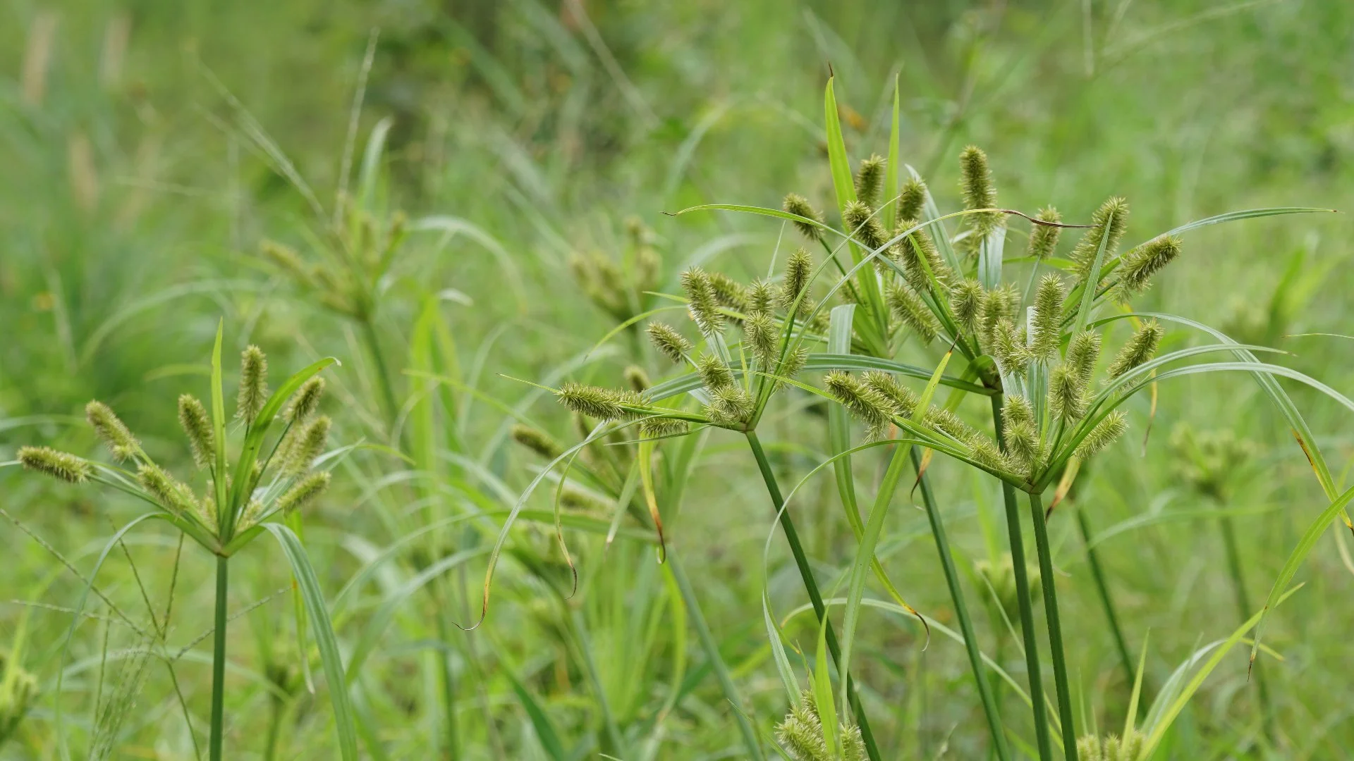 Conditions That Promote Weed Growth on Your Lawn & What to Do About It