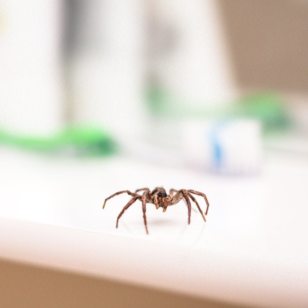 3 Things That You Can Do to Help Keep Spiders Out of Your Home!