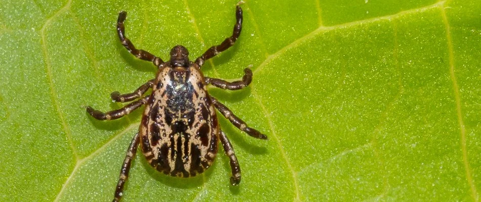 American dog tick on a leaf in Delaware, OH.