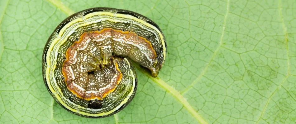 Armyworm on a leaf in Ohio.