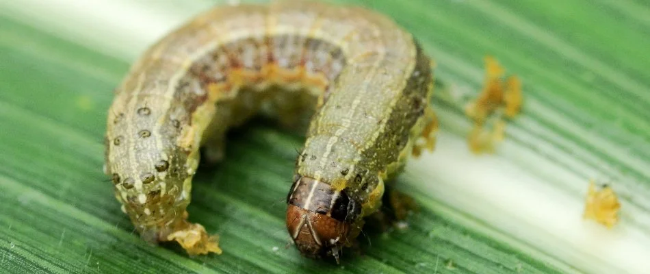 An armyworm on a blade of grass in Delaware, OH, forming an upside-down "U" shape.