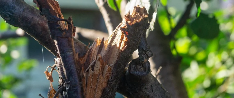 Broken branch of a tree in Delaware, OH.